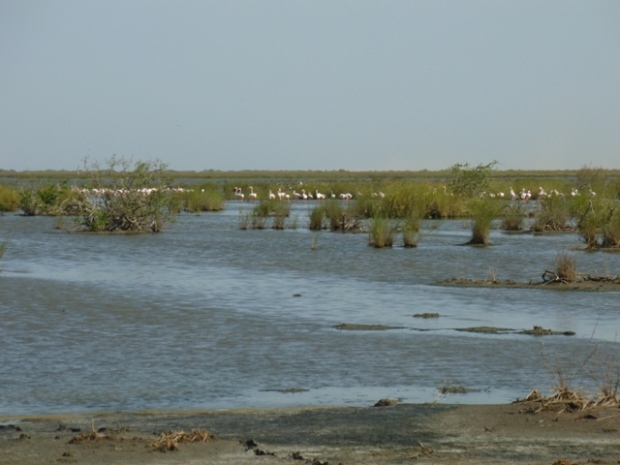 Parc National des oiseaux du Djdoudj