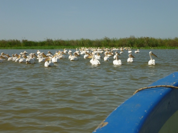 Parc National des oiseaux du Djdoudj